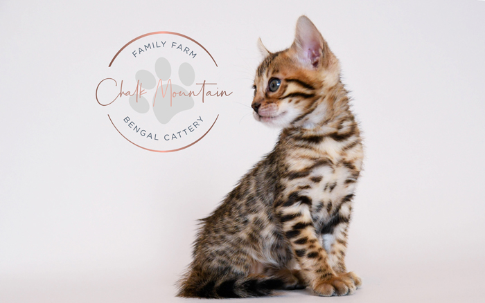 Bengal kitten for sale